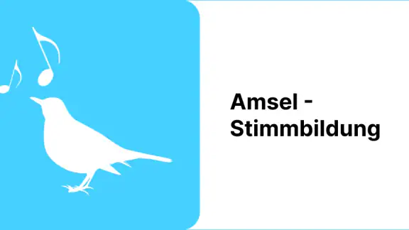 Amsel - Stimmbildung