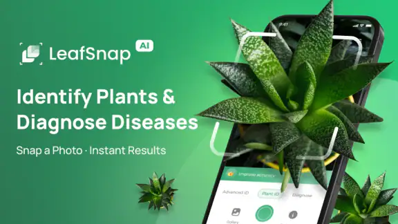 Pflanzen Bestimmen: LeafSnap