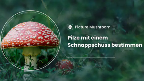 Picture Mushroom - Pilzführer