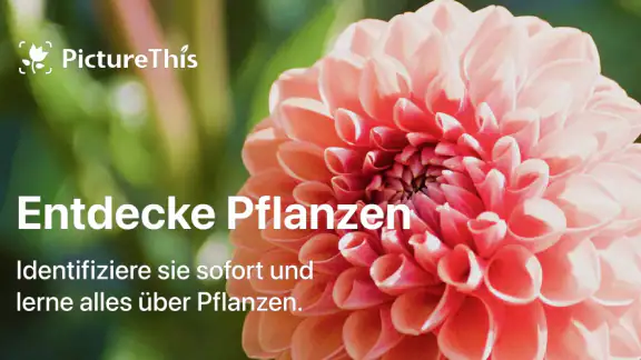 PictureThis Pflanzen bestimmen