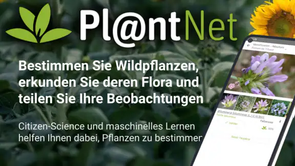 Pl@ntNet Pflanzenbestimmung