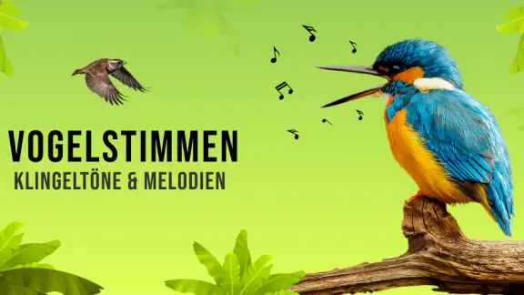 Vogelstimmen