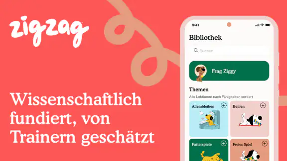 Zigzag: Welpentraining