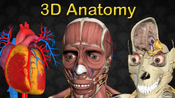 3D Anatomy