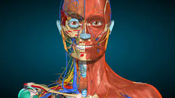 Anatomy Learning - 3D Anatomy