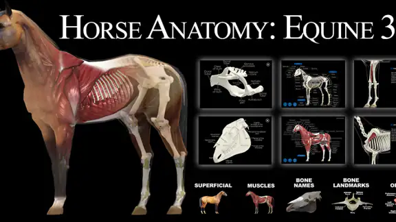 Horse Anatomy: Equine 3D