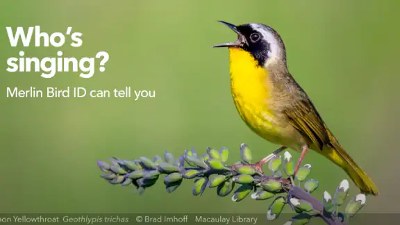 Merlin Bird ID by Cornell Lab