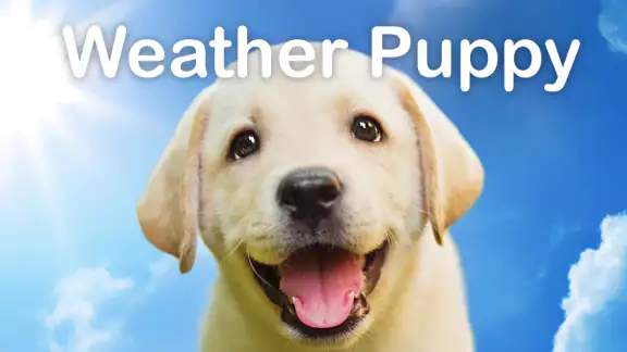 Weather Puppy - App & Widget