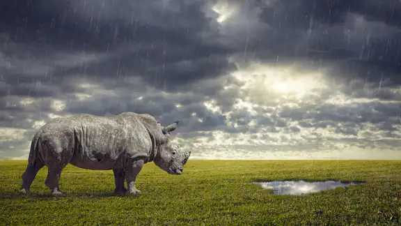 Wildlife Weather