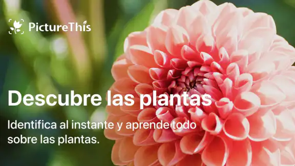 PictureThis Identificar Planta