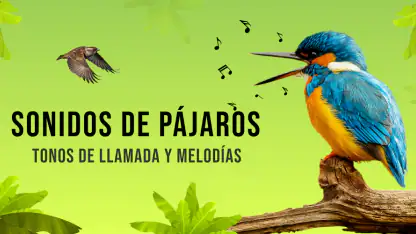 Sonidos de pájaros