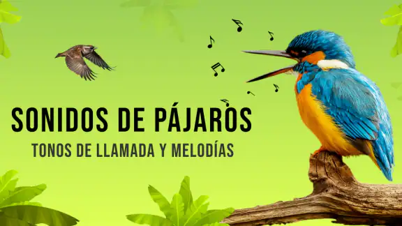 Sonidos de pájaros