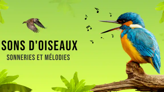 Sons d'oiseaux