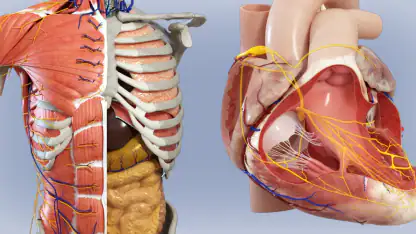 Anatomia - Atlante 3D