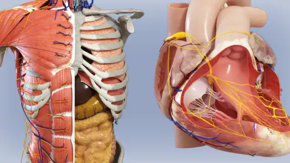 Anatomia - Atlante 3D