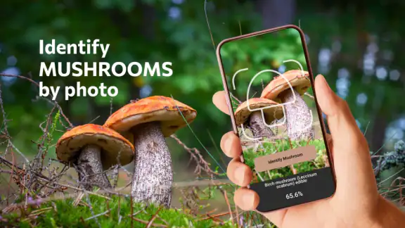 Mushroomizer
