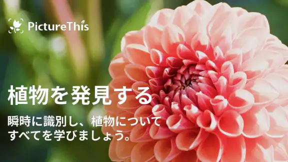 PictureThis:撮ったら、判る-1秒植物図鑑