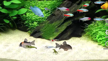 熱帯魚育成「ミニアクア」癒しのアクアリウム体験