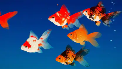 金魚育成アプリ・ポケット金魚