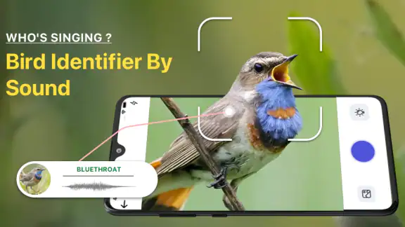 Vogelgeluiden Herkennen NL