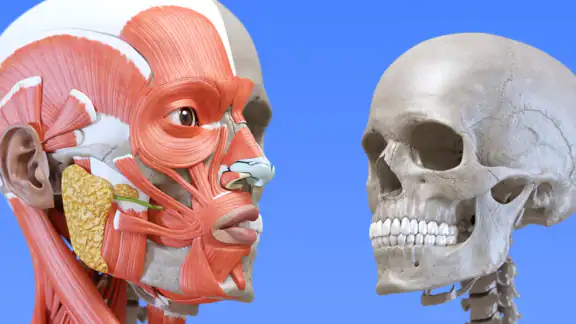 Anatomia - Atlas 3D