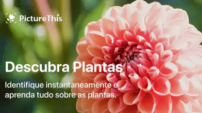 PictureThis Identificar Planta