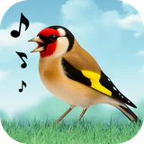 Vogelgeluiden icon