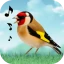 Vogelstimmen icon