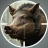 Animal Hunter: 3D Jagd Spiele icon