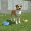 Pet Kingdom - Animal Simulator icon