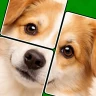 Jigmagic Solitaire – Rätsel icon
