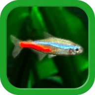 熱帯魚育成「ミニアクア」癒しのアクアリウム体験 icon
