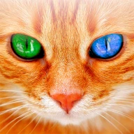 人猫語翻訳機 icon
