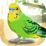 癒しのインコ育成ゲーム icon