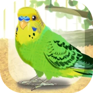癒しのインコ育成ゲーム icon