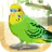 癒しのインコ育成ゲーム icon
