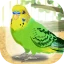 癒しのインコ育成ゲーム icon
