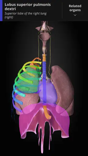 Anatomyka - 3D Anatomy Atlas screenshot