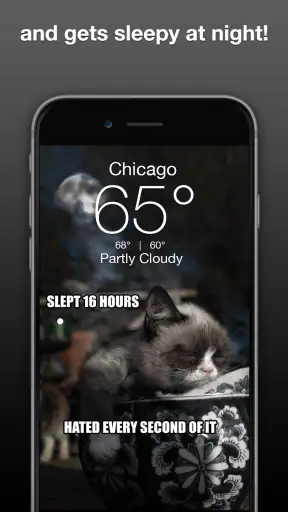 Grumpy Cat Weather screenshot