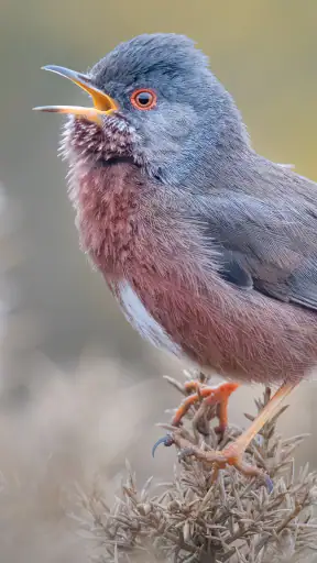 Merlin Bird ID von Cornell Lab screenshot