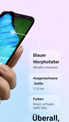 Picture Insect - Insekten ID screenshot