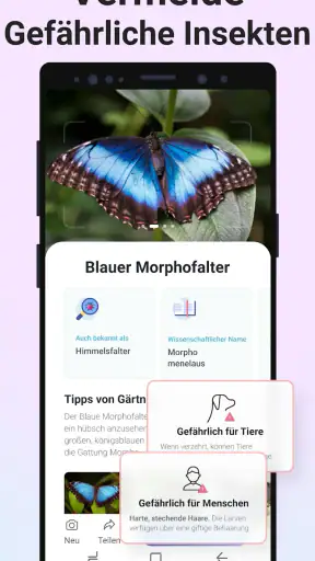 Picture Insect - Insekten ID screenshot