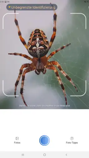 Picture Insect - Insekten ID screenshot