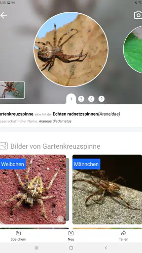 Picture Insect - Insekten ID screenshot
