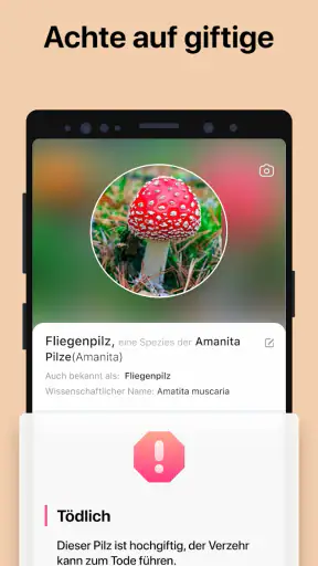 Picture Mushroom - Pilzführer screenshot