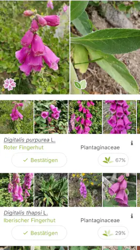 Pl@ntNet Pflanzenbestimmung screenshot