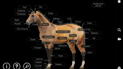 Horse Anatomy: Equine 3D screenshot 10