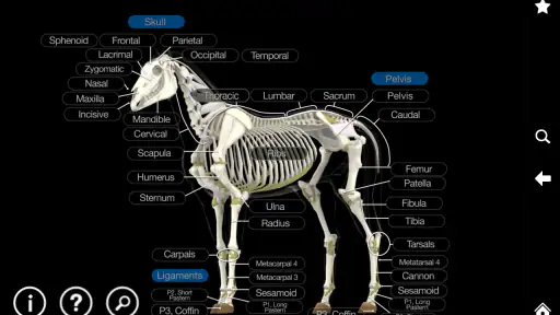 Horse Anatomy: Equine 3D screenshot 11