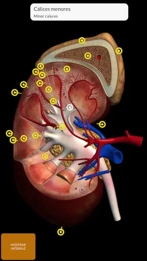 Anatomía - Atlas 3D screenshot 6