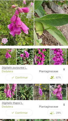 PlantNet Identifica Plantas screenshot 2